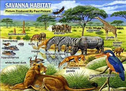 Animal Life - The Great Savanna